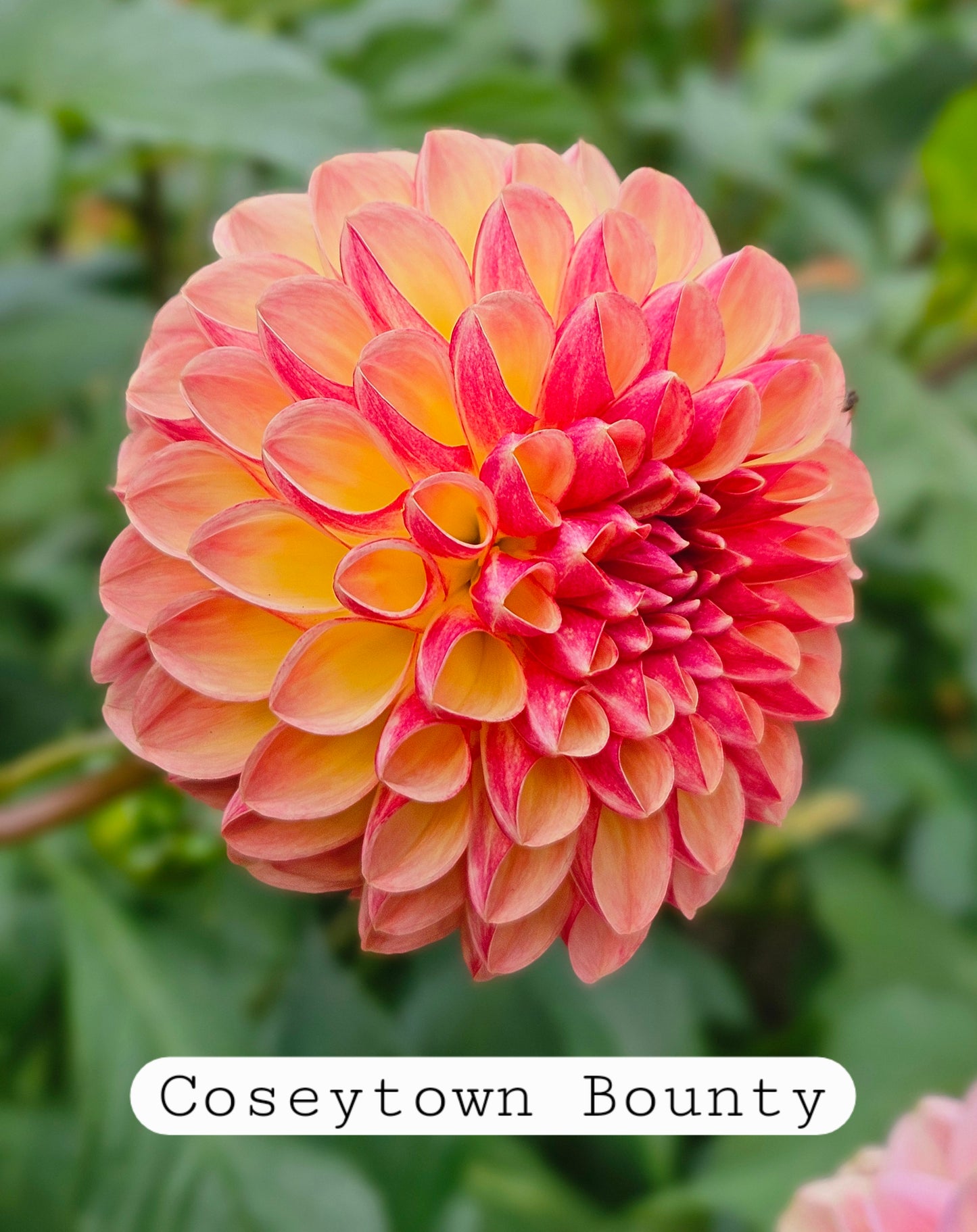 Coseytown Bounty