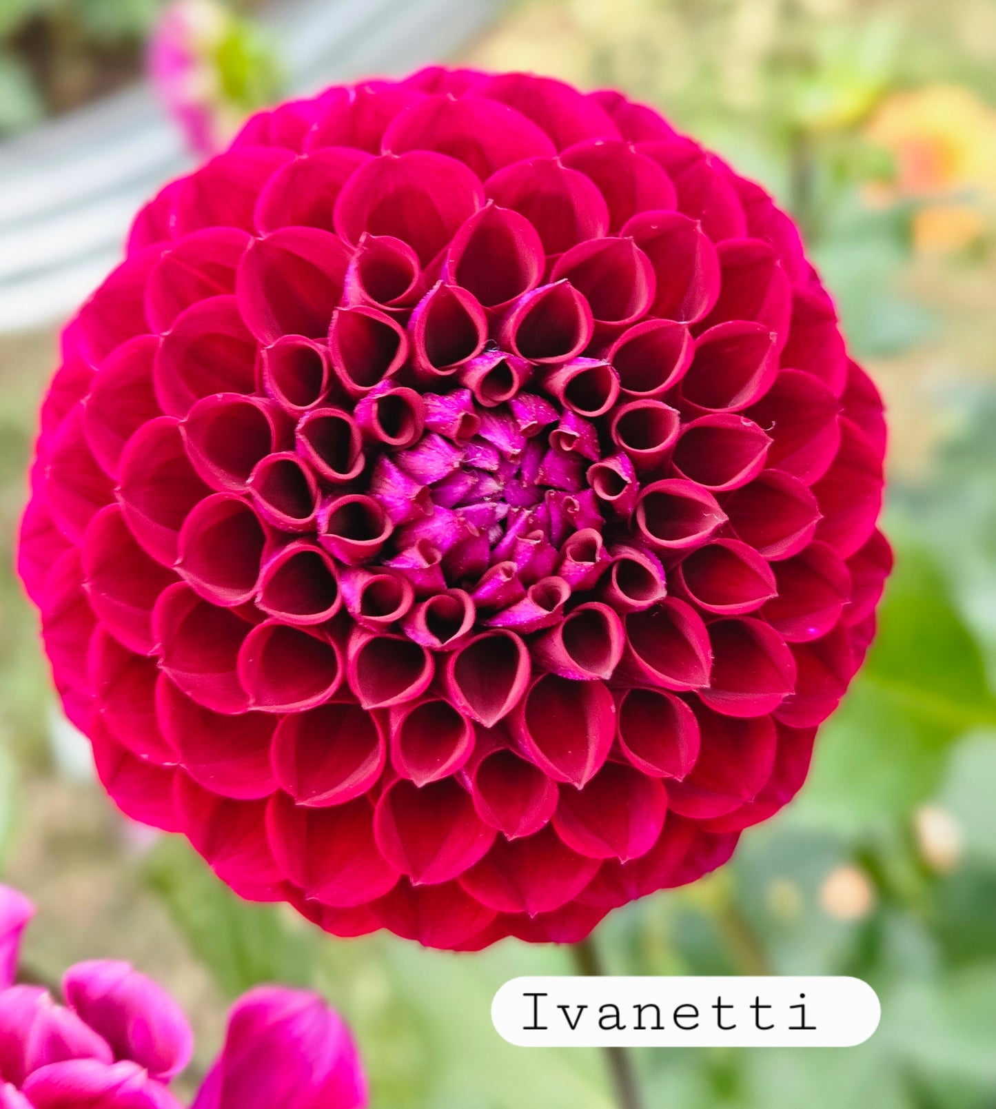 Ivanetti