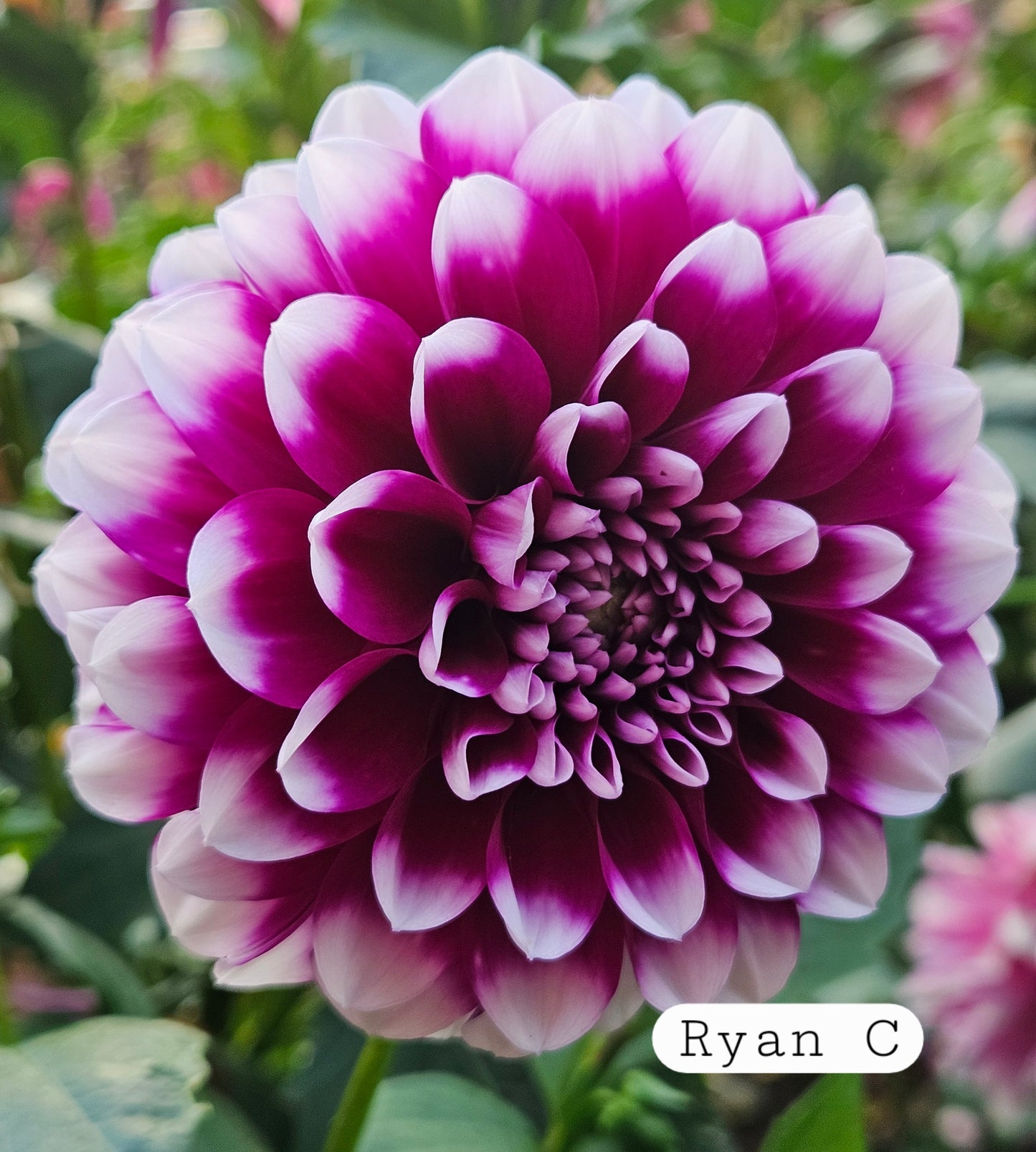 Ryan C