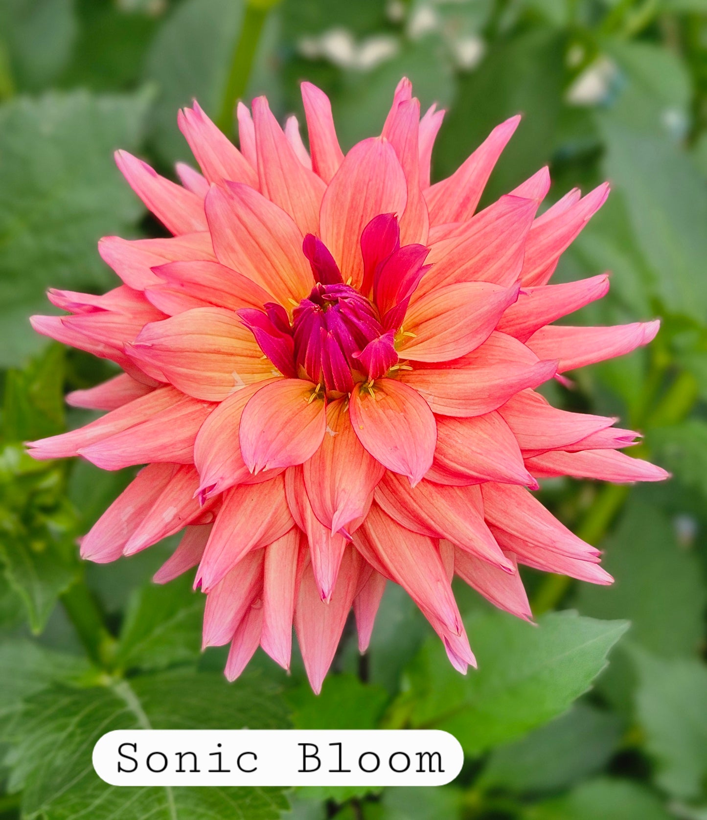 Sonic Bloom