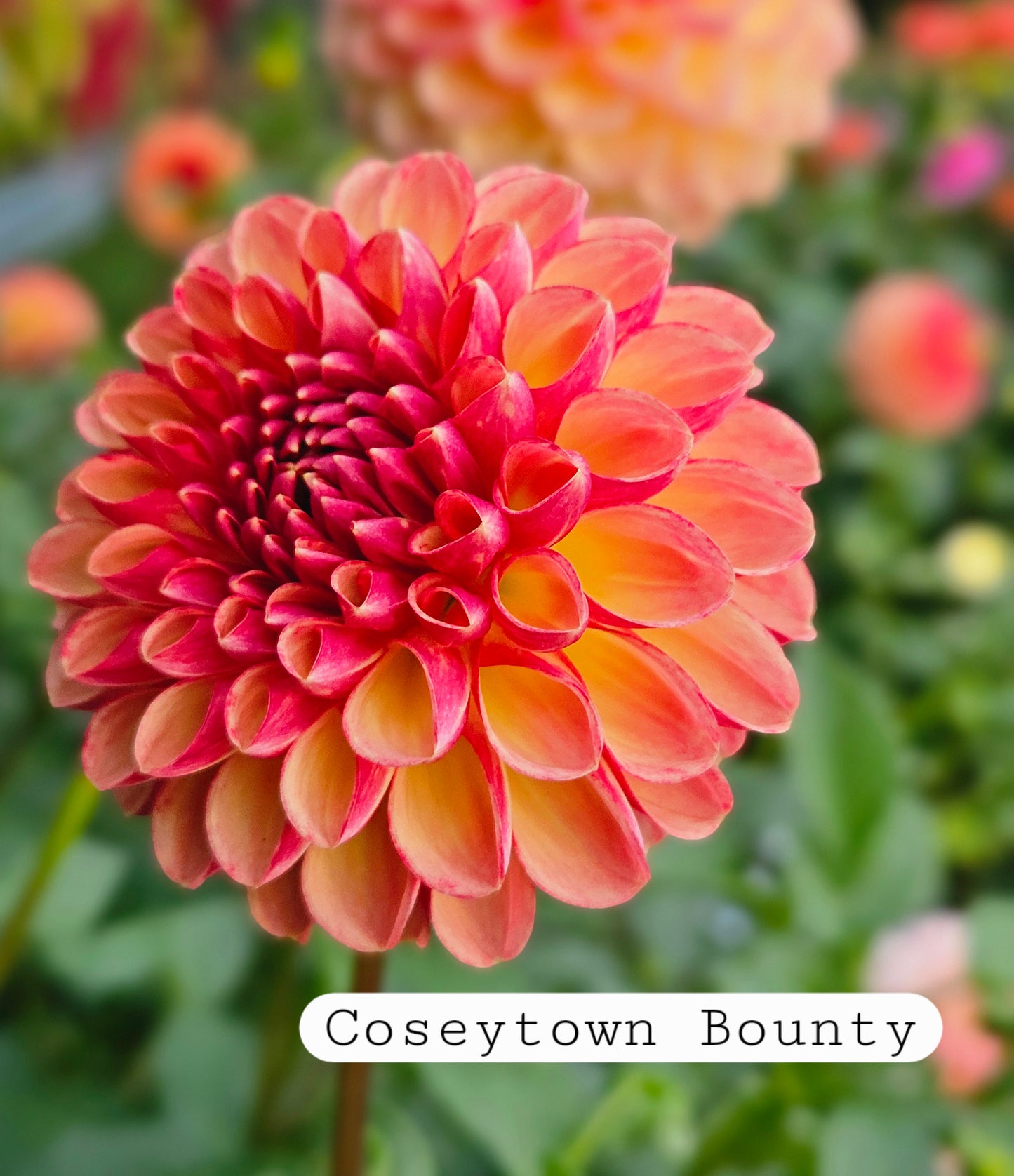 Coseytown Bounty