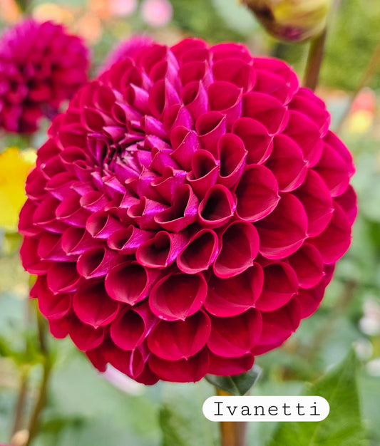 Ivanetti