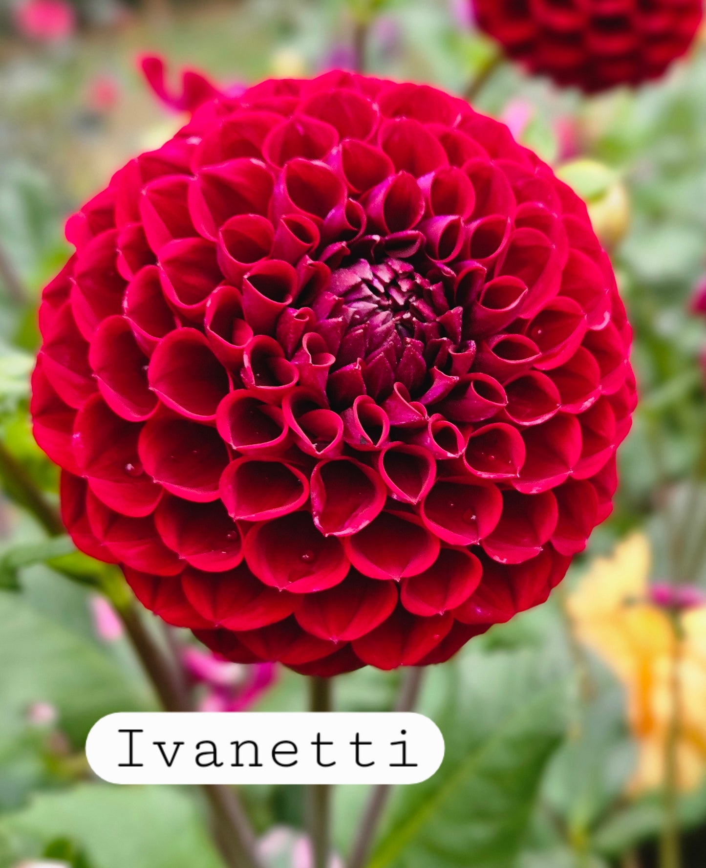 Ivanetti