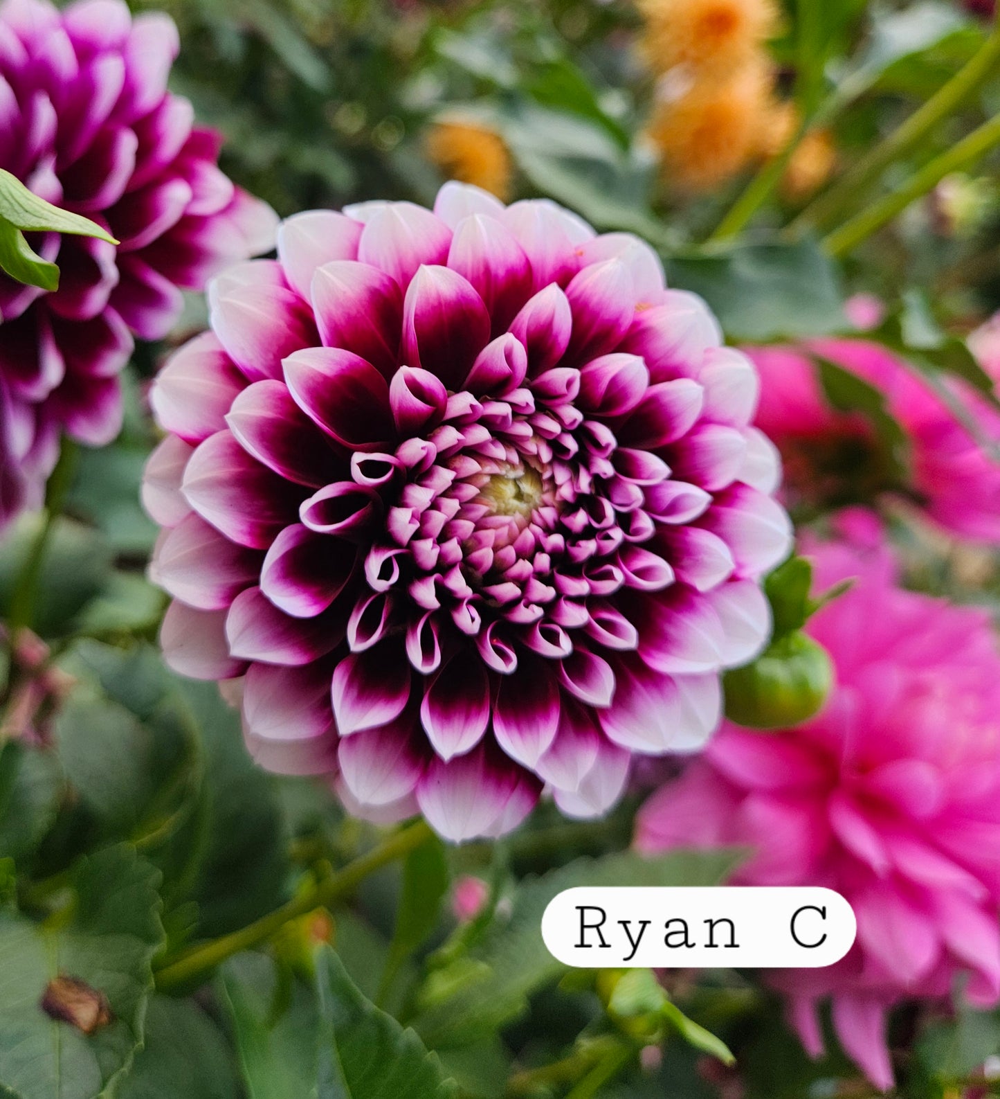 Ryan C